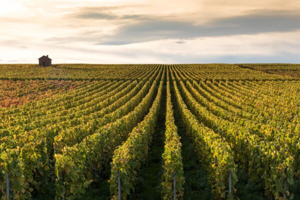 Parc naturel de la montagne de Reims et ses vignobles