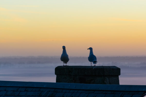 Goélands sur les toits du Mont Saint-Michel