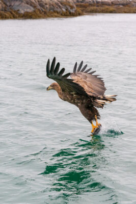 Aigle de mer à Trollfjord dans les Lofoten