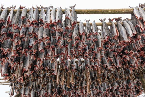 Hjell, séchoirs à poisson dans les îles Lofoten