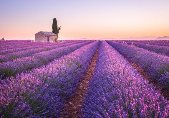 Lavande sur le plateau de Valensole