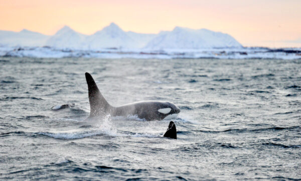 Orques et baleines à Tromso en Norvège