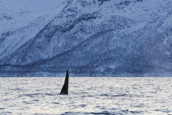 Safari baleine à Skjervøy en Norvège