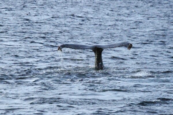 Voir des baleines à Tromso