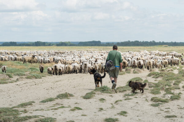 Berger dans les prés salés de la baie de Somme