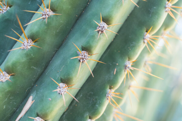 Cactus dans le célèbre jardin botanique de Marrakech
