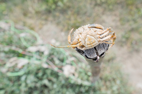 Crabe dans les pré salé de la baie de Somme