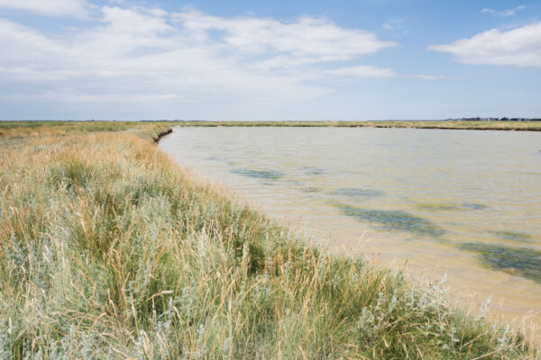 Mare pour la chasse à la hutte en baie de Somme