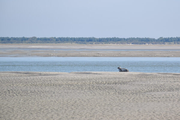 Observer les phoques de la baie de Somme