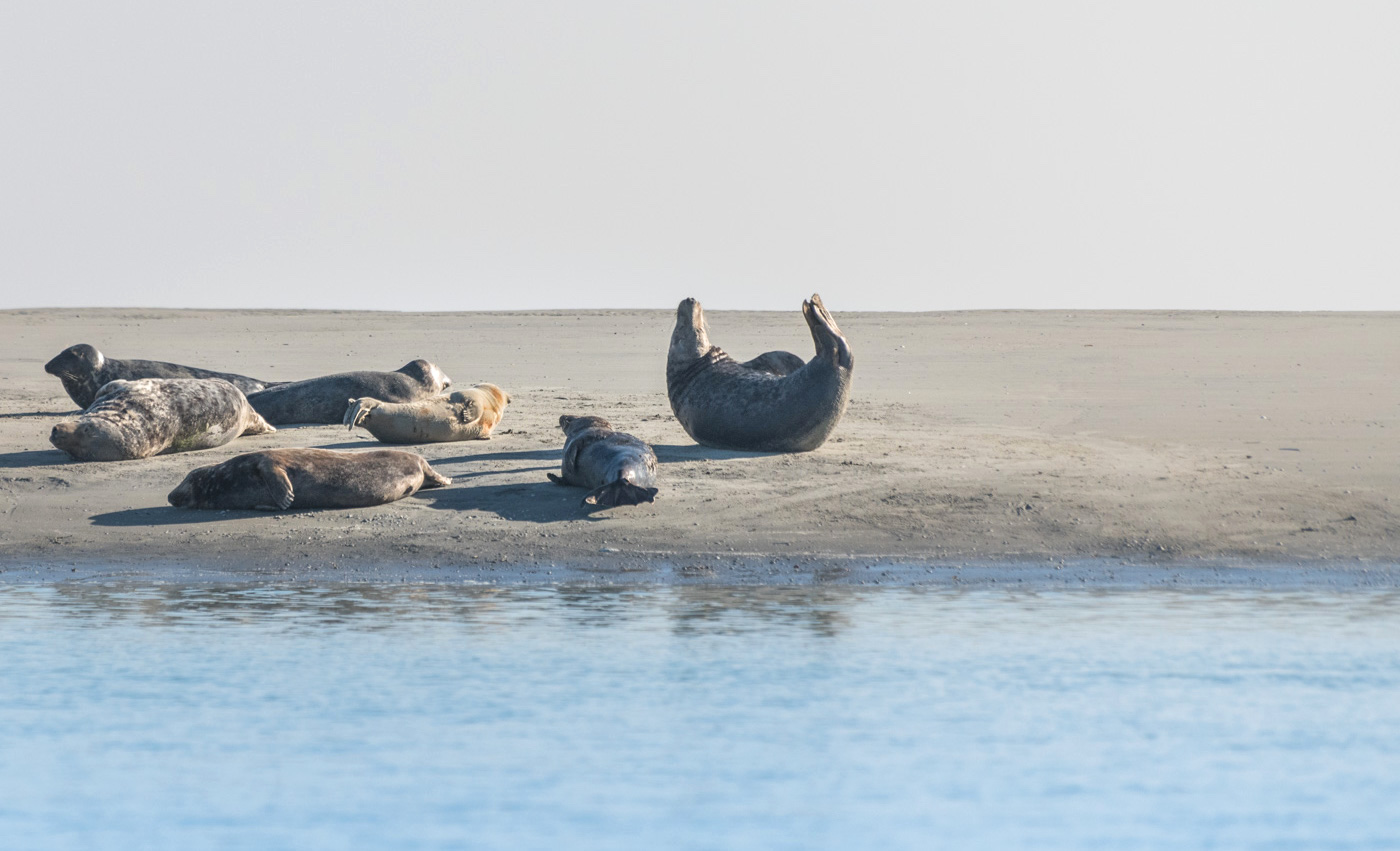 Phoque en baie de Somme