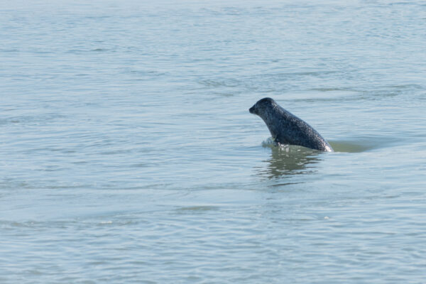 Phoque qui nage en baie de Somme