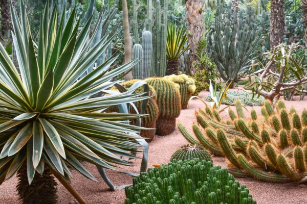 Quand visiter le jardin Majorelle