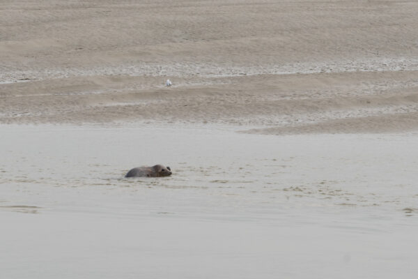 Randonnée phoque en baie de Somme