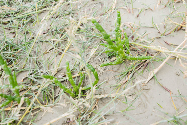 Salicorne en baie de Somme