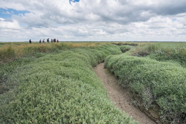 Traversée des prés salés de la baie de Somme