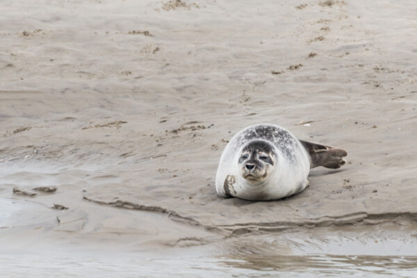 Voir les phoques en baie de Somme