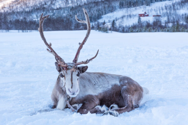 Partir à Tromso en hiver