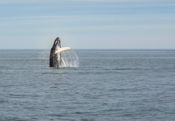 Sortie baleine à Reykjavik en Islande