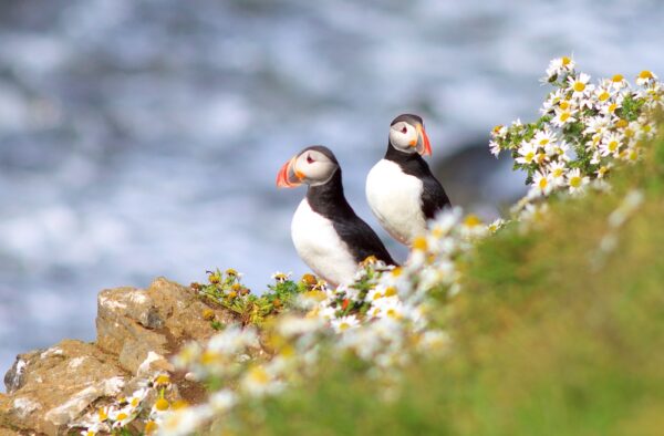 Tour en bateau pour voir des macareux en Islande