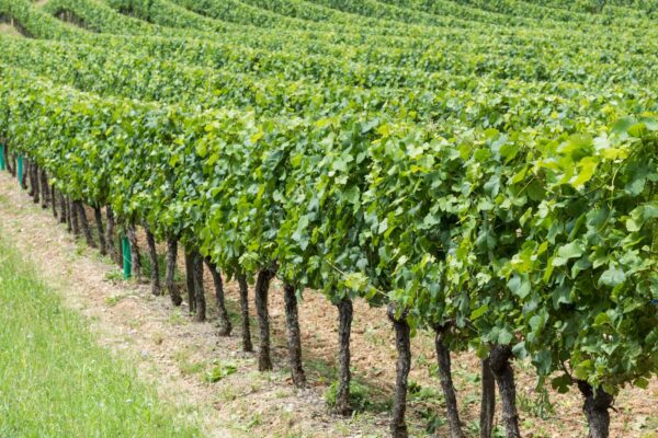 Vignes dans un domaine des hautes côtes de Nuits