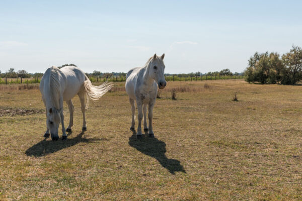 Chevaux en Camargue