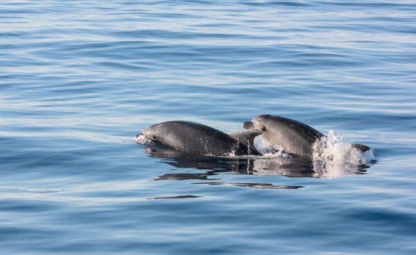 Excursion en mer depuis Alcudia pour voir des dauphins