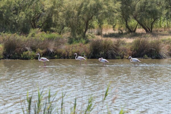 Flamants roses à proximité d'Aigues-Mortes