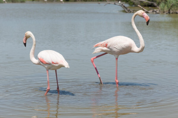 Flamants roses dans le parc ornithologique du Pont de Gau