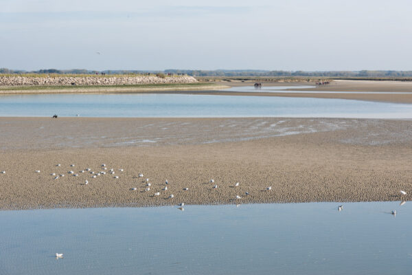 Traversée de la baie de Somme depuis Saint-Valery-sur-Somme