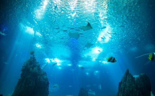 Bassin central de l'aquarium