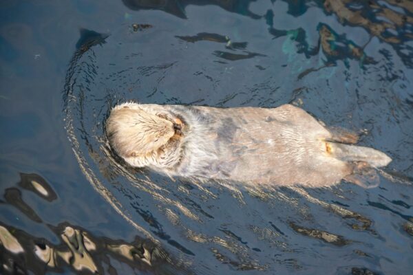 Loutre dans l'Océanarium de Lisbonne