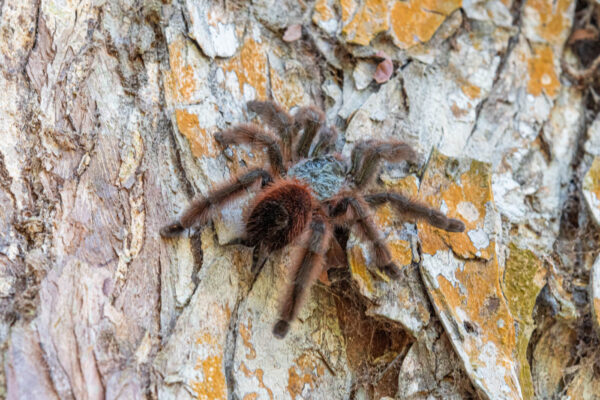 Matoutou falaise, mygale martiniquaise