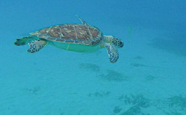 Nager avec des tortues en Martinique