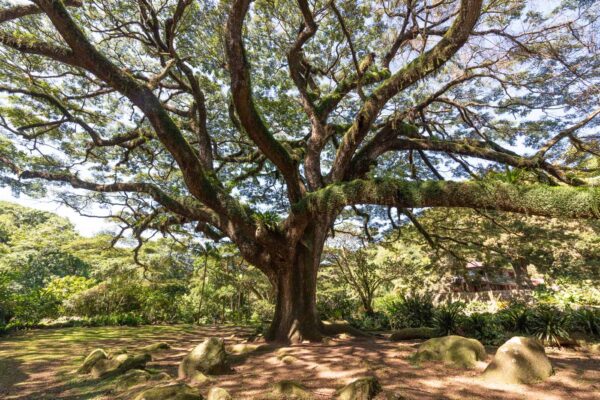 Arbre Zamana en Martinique