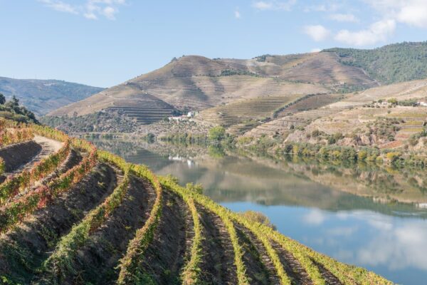 Vignoble dans la vallée du Douro