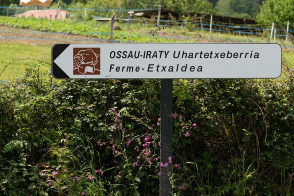 Ferme d'Ossau-Iraty, célèbre fromage basque