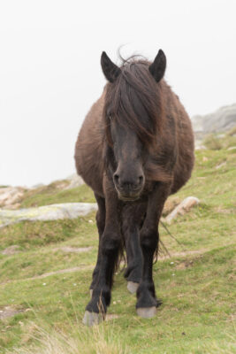 Pottok, poney sauvage du Pays basque