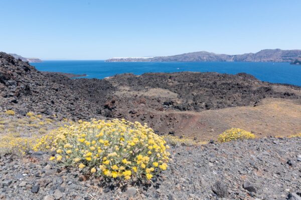 Végétation sur le volcan de Santorin