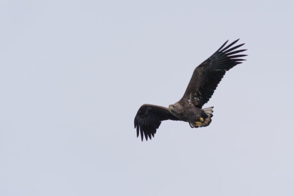 Aigle de mer dans l'archipel des Lofoten en Norvège