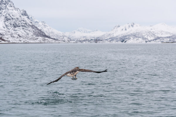 Aigle de mer aux Lofoten