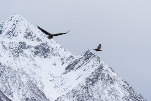 Aigles de mer dans le Trollfjord