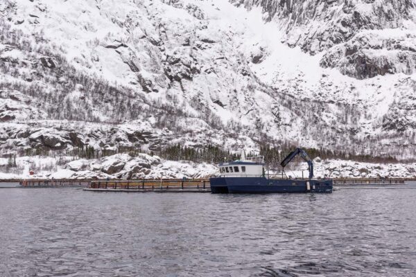 Elevage de saumon dans les Lofoten