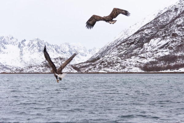 Excursion à Trollfjord pour voir des aigles de mer