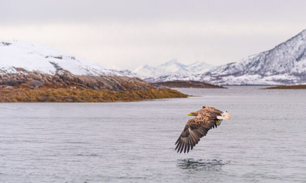 Excursion au Trollfjord en Norvège