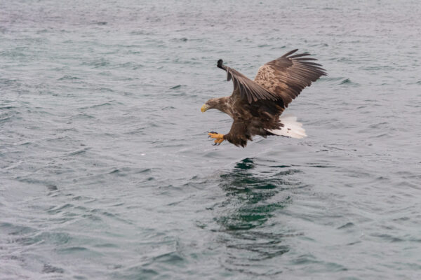 Sea Eagle safari dans l'archipel des Lofoten