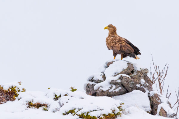 Sea Eagle Safari depuis Svolvær