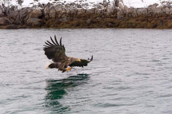 Voir des aigles de mer dans les Lofoten