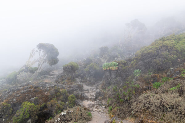 Climat sur le Kilimandjaro