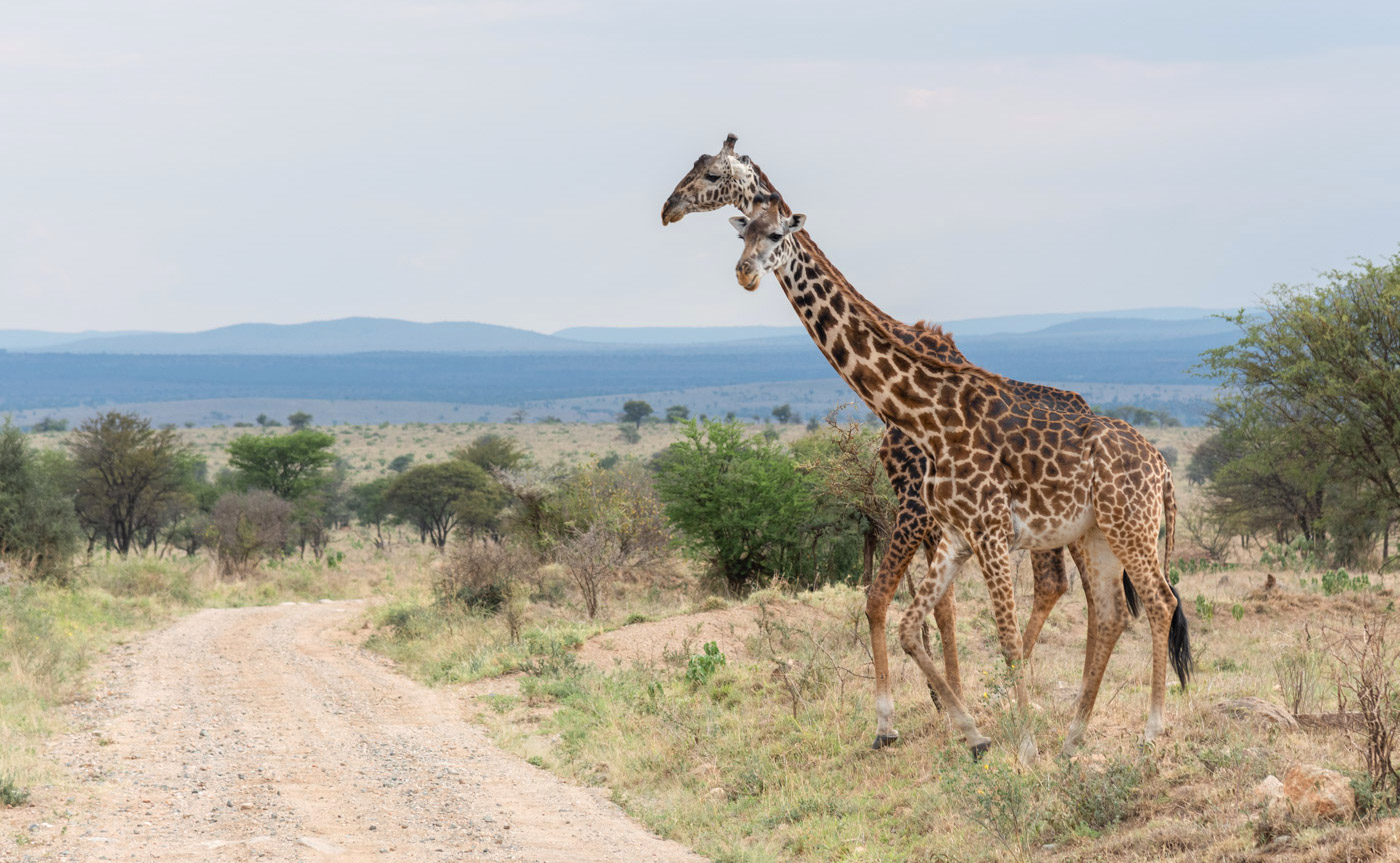 Quand partir en Tanzanie