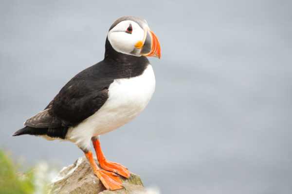 Voir des macareux à Vik en Islande